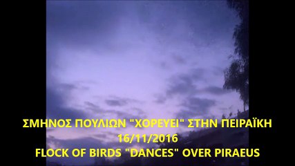 ΣΜΗΝΟΣ ΠΟΥΛΙΩΝ " ΧΟΡΕΥΕΙ " ΣΤΗΝ ΠΕΙΡΑΪΚΗ FLOCK OF BIRDS DANCES OVER PIRAEUS 16 11 2016