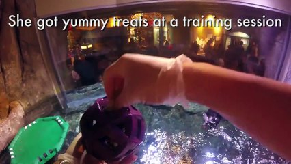 Audubon Nature Institute Celebrates Clara’s 7th Birthday with Big Treat!