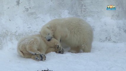 イジェフスク動物園のホッキョクグマたちに冬の寒波到来 (Nov.14  2016)
