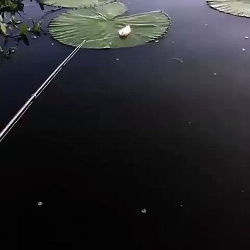 Un énorme poisson vient lui voler sa prise