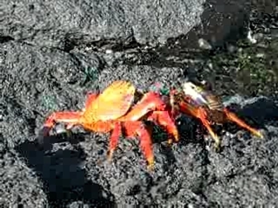 Vid_crabe