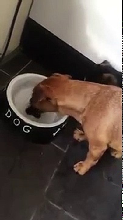 Chien veut manger son os