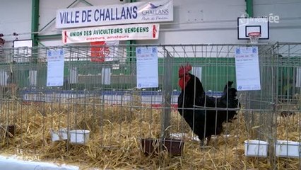 Challans : Zoom sur l'exposition nationale d'aviculture 2016