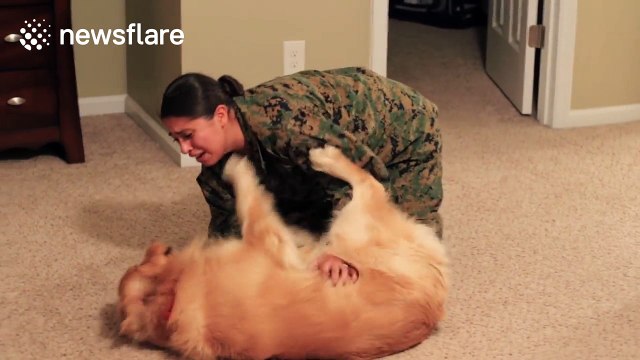 Excited golden retriever welcomes US Marine owner home