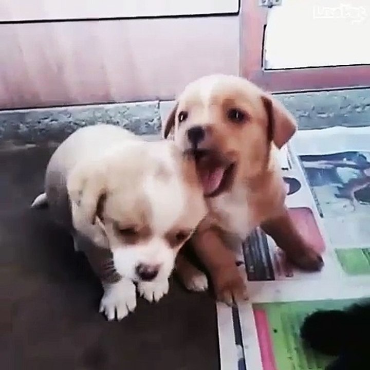 심쿵 애기강쥐들❤
