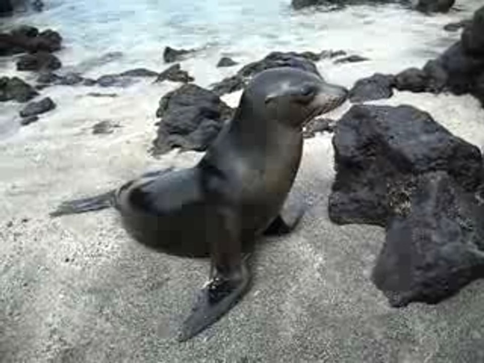 Vid_otarie