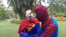 Funny SuperHeroes In Real Life | Spiderman Superman Playing | Joker Fun Prank | SuperHeroes Movie