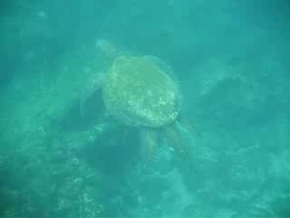 Vid_tortue