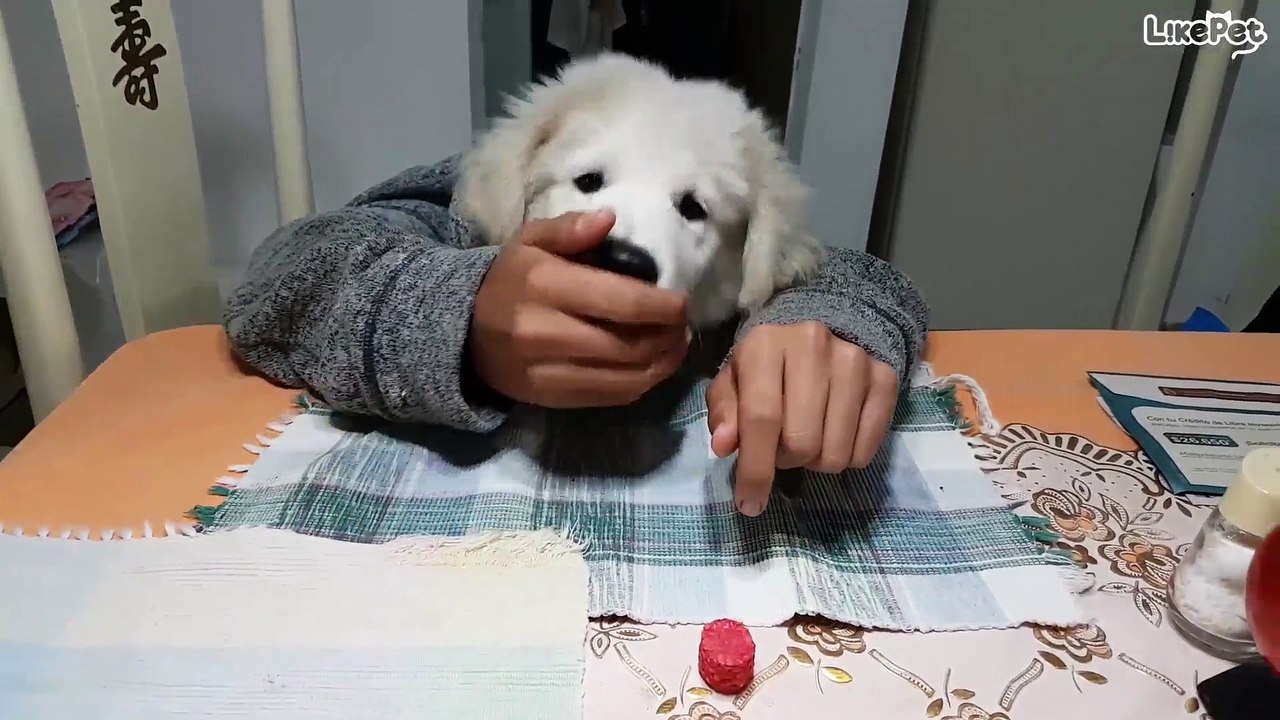 손쓰는 강아지❤