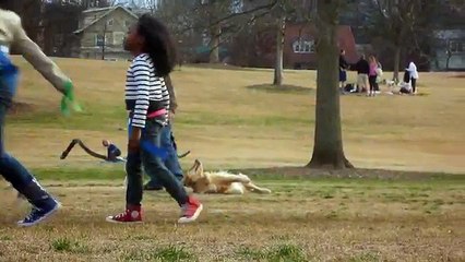 Hilarant : ce chien fait le mort pour rester au parc !