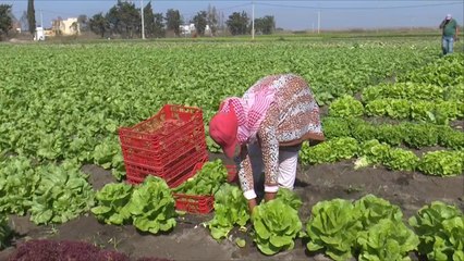 هذا الصباح-فوائد الخس