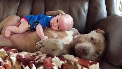 Adorable bébé avec un Pitbull