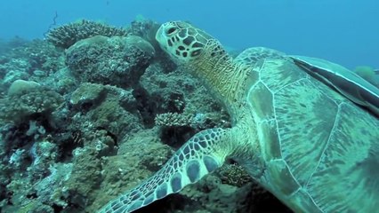 "Because the Océan" : protéger l'océan c'est lutter contre le dérèglement climatique