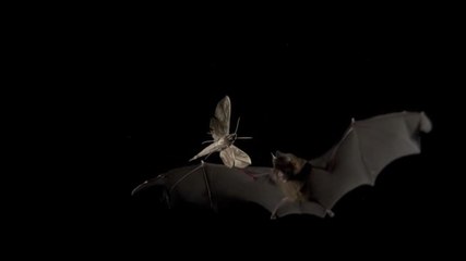 Покорение небес Дэвида Аттенборо (3 серия из 3) / David Attenborough's Conquest of the Skies / 2014 / HD