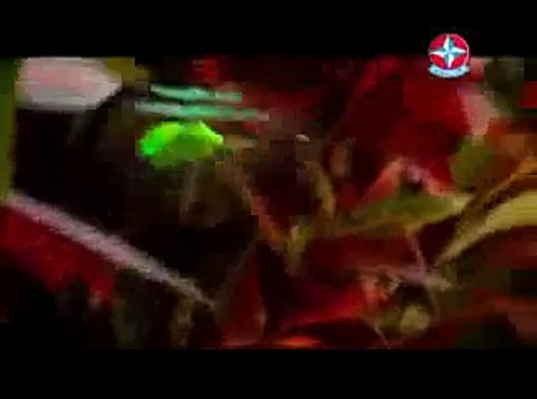 Real Brinquedos Comercial PicooZ Insecta e Wingmaster Estrela