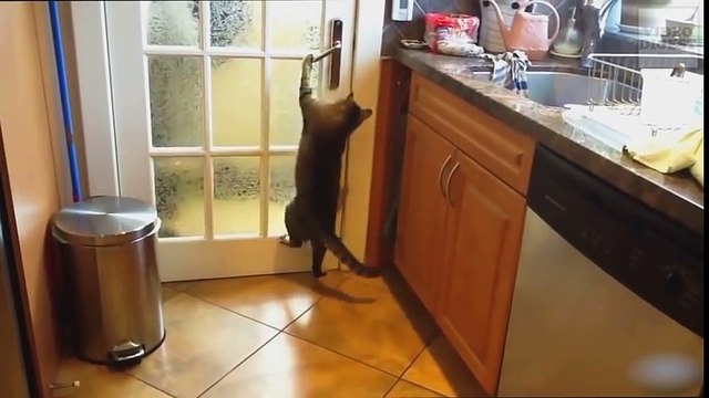 Des chats qui agissent comme des humains