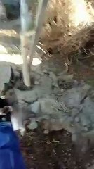 AVCILARIN DİKKATİNE,AVCI GÖRÜRSE PATAKLAR