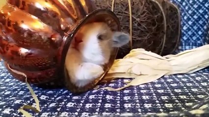 Un bébé lapin endormi ne veut pas quitter son pot