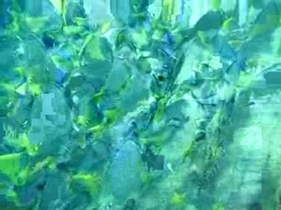 Vid_poisson