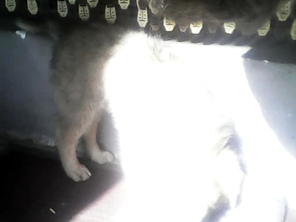 Crazy Dog and cat
