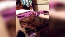 Un chat terriblement choqué par l'odeur du pet de son congénère !