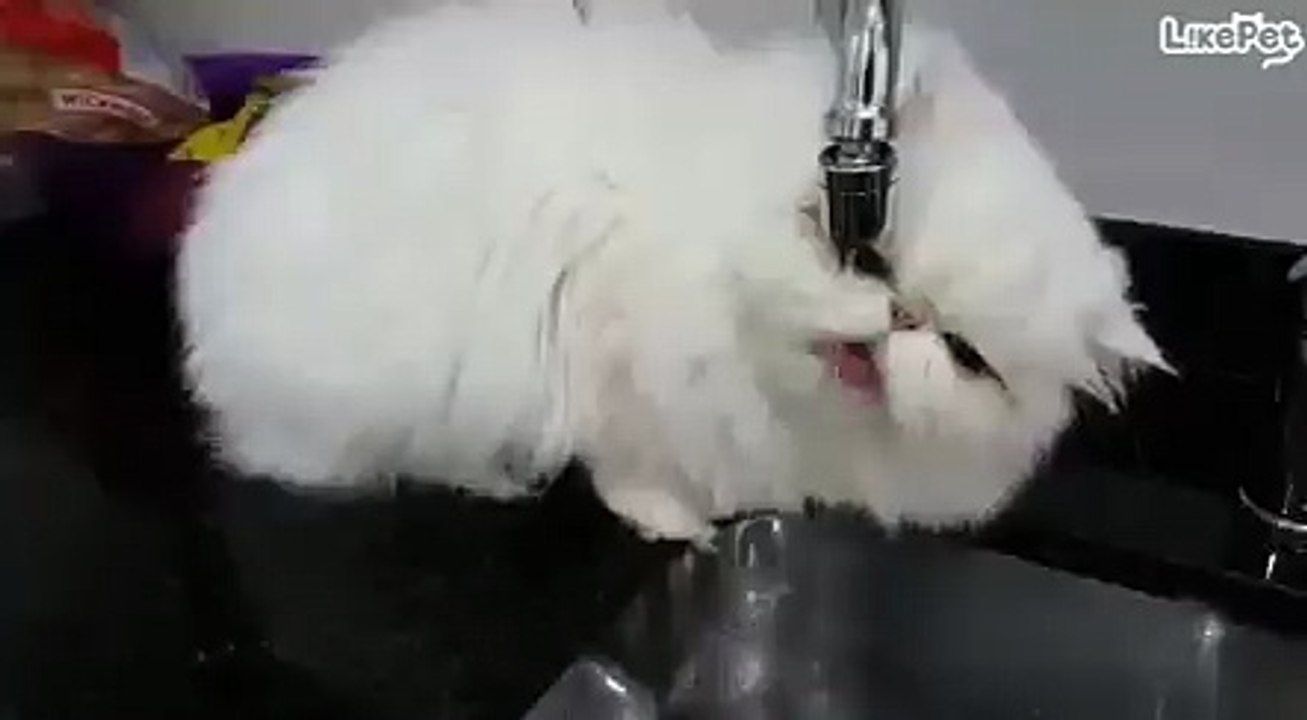 날렵한혀ㅋㅋㅋㅋㅋ