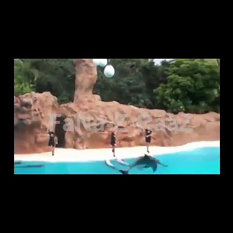 Amazing Animal Videos