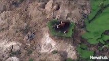 Des vaches coincées sur un îlot de terre après le séisme en Nouvelle-Zélande