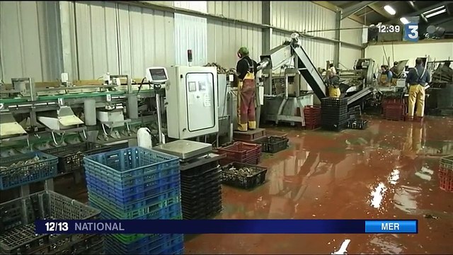 Finistère : des voleurs d'huîtres sévissent