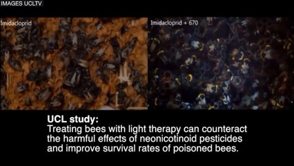 Des infrarouges pour soigner les abeilles empoisonnées aux insecticides