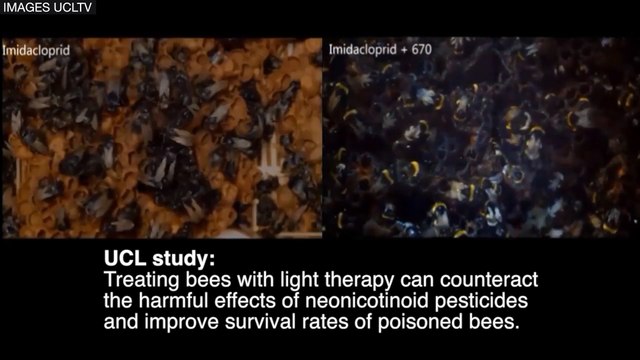 Des infrarouges pour soigner les abeilles empoisonnées aux insecticides
