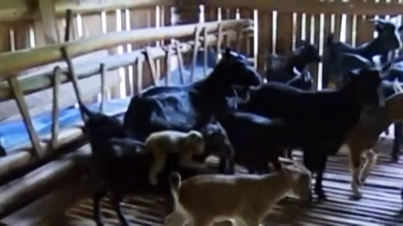 Chine : quand un petit singe et une chèvre forment un couple inséparable