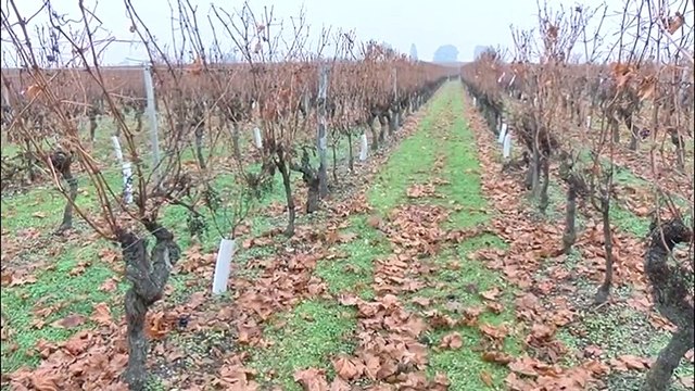 Des tours anti-gel dans les vignes