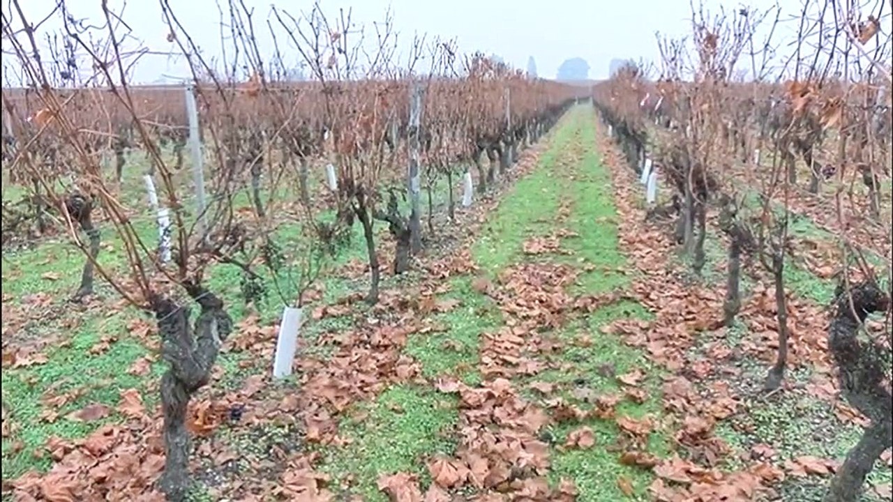 Des tours anti-gel dans les vignes