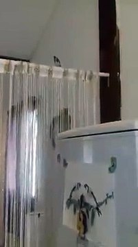 Le super Chardonneret​ bien dresse de : Abraham-Manon