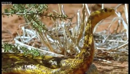 Ground Squirrels tease a Cape Cobra - Wild Africa