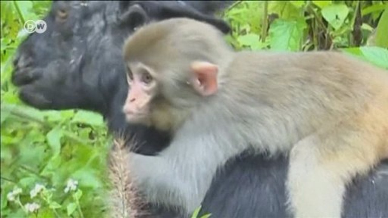 Keçi sürüsünün yeni üyesi maymun