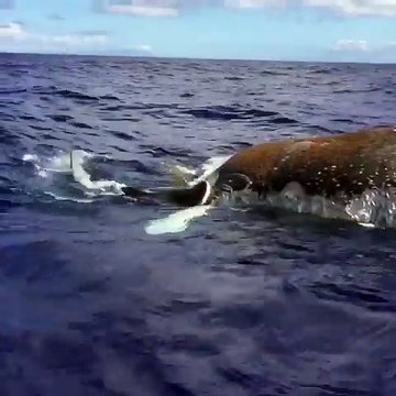 Un requin-tigre dévore une baleine