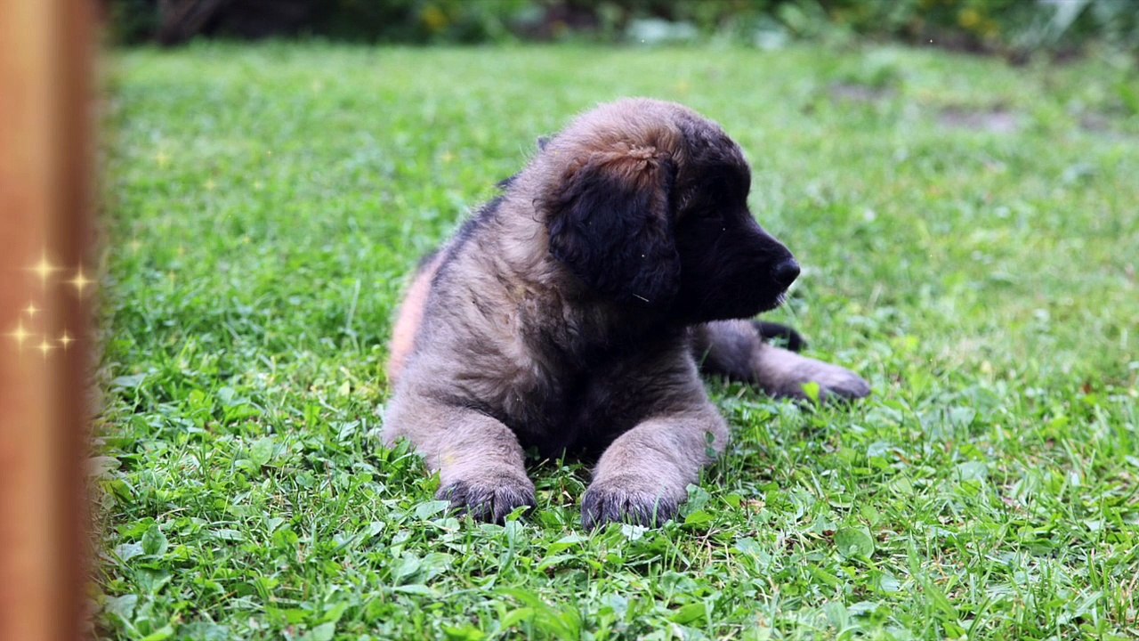 Le LEONBERG la bande annonce de sa fiche