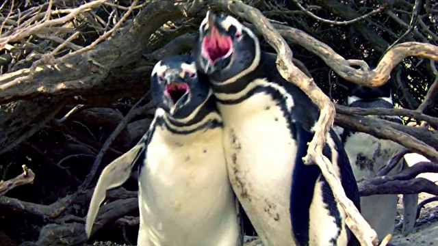 penguin fights for her female who choose new male penguin