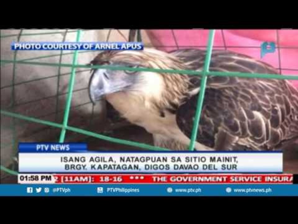 Isang agila, natagpuan sa Sitio Mainit, Brgy. Kapatagan, Digos, Davao del Sur