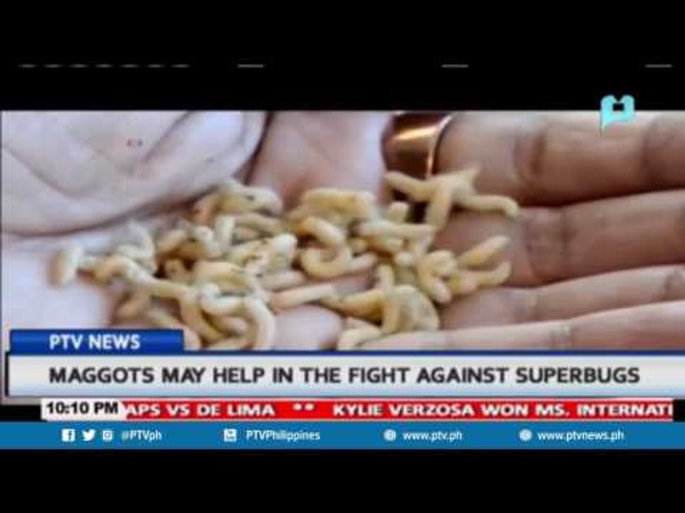 GLOBAL NEWS: Maggots may help in the fight agai...