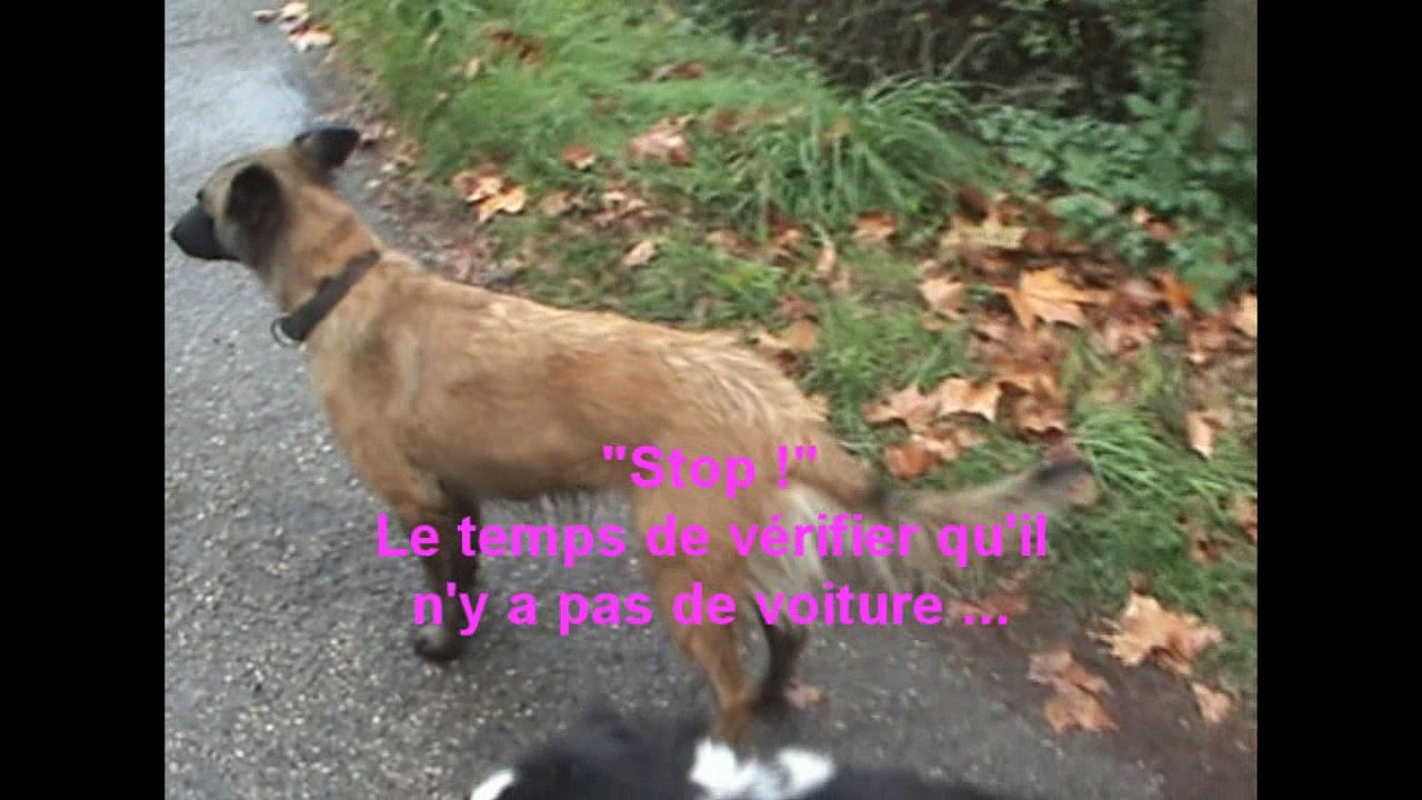 La promenade des chiens gentils