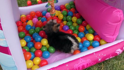 Download Video: Princesa Zumi en una Piscina con  250 Bolas de Colores ❤ Juguetes para Cachorritos Disney Princesas