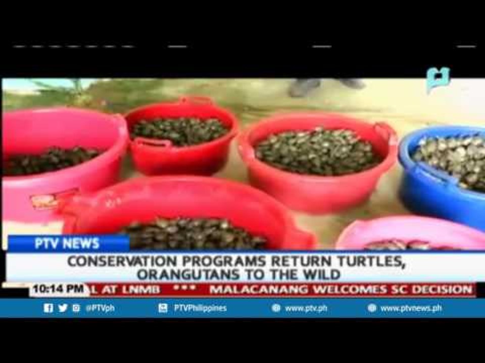 GLOBAL NEWS: Conservation programs return turtles, orangutans to the wild