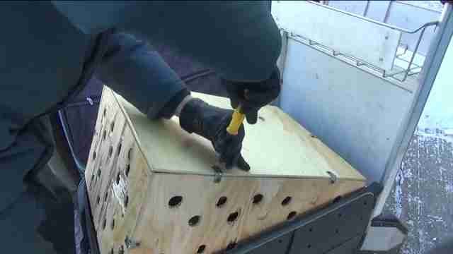 Kazakhstan thwarts smuggling of endangered falcons