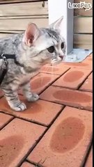 새보고 꺅꺅대는 냥이