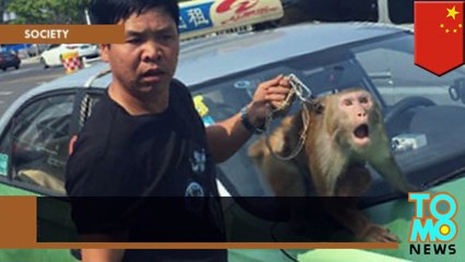 Macaco de circo toma direção e táxi na China.