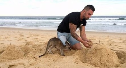 Un bébé kangourou trop mignon !