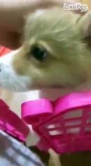 아기 웰시코기❤